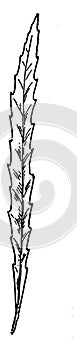 Longleaf Willow Leaf vintage illustration