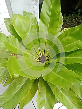 longleaves beautiful