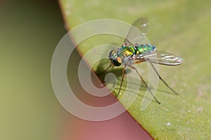 Longlegged Fly