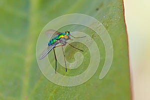 Longlegged Fly