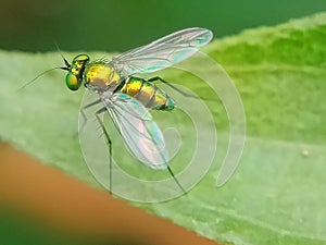 Longlegged fly or condylostylus sipho