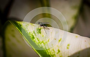 Longlegged fly on a green leaf