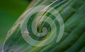 Longlegged Fly on a leaf