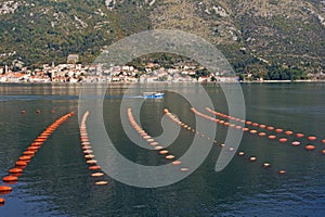 Longline culture mussel farm. Montenegro, Adriatic Sea, Bay of Kotor