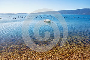 Longline culture rope culture mussel farm. Beautiful Mediterranean landscape. Montenegro, Bay of Kotor