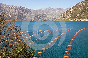 Longline culture rope culture mussel farm. Montenegro, Bay of Kotor