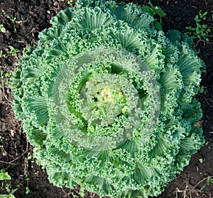 Longlived Cabbag, Brassica hybrid cv. Pule