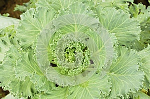 Longlived Cabbag( Brassica hybrid cv. Pule)