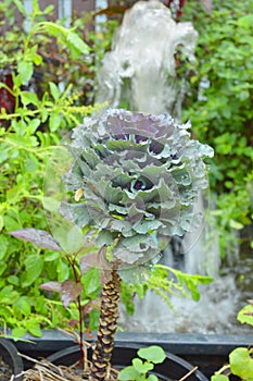 Longlived Cabbag (Brassica hybrid cv. Pule)