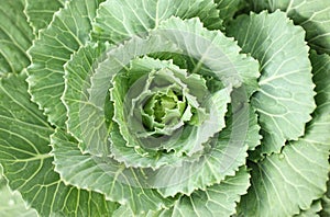 Longlived Cabbage Close Up
