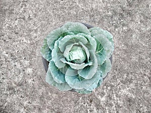 Longlived cabbage