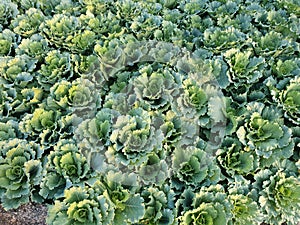 Green Longlived Cabbage