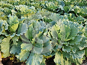 Green Longlived Cabbage