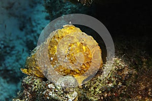 Longlure Frogfish (Antennarius multiocellatus)