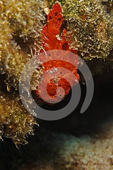 Longlure Frogfish (Antennarius multiocellatus)