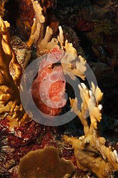 Longlure Frogfish (Antennarius multiocellatus)