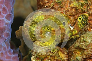 Longlure Frogfish Hiding on a Sponge