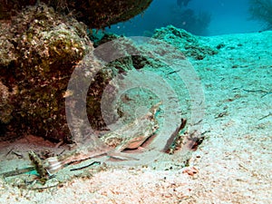 Longnose Batfish seen in Belize Barrier Reef