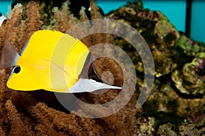 Longnose Butterflyfish