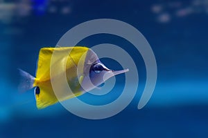 Longnose butterflyfish or Forcipiger longirostris