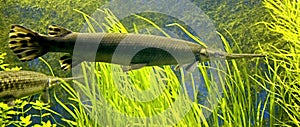 Longnose gar 1