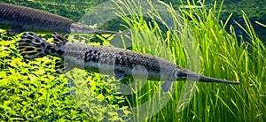 Longnose gar 2