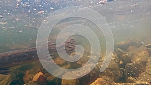 Longnose Gar fish breeding near a rocky shoreline in spring