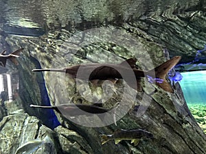 Longnose Gar fish at Ripley`s Aquarium of Canada