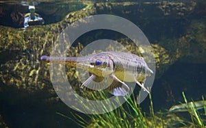 A longnose gar fish