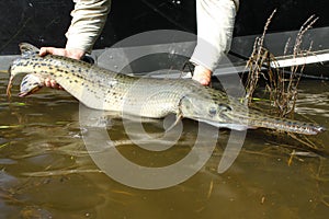 Longnose Gar Fishing Released