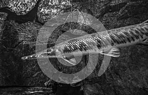 Longnose gar Lepisosteus osseus can be found in freshwater in America