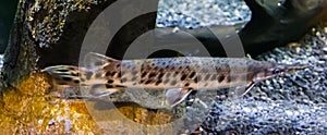 Longnose gar or needlenose gar a long and thin tropical fish from america and mexico
