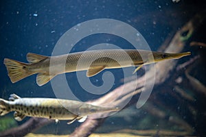 A longnose gar and an sppoted gar