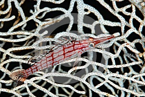 longnose hawkfish