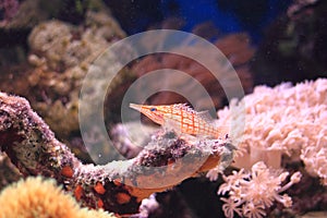 Longnose hawkfish