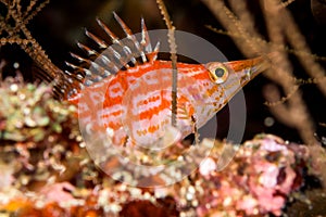 longnose hawkfish fish