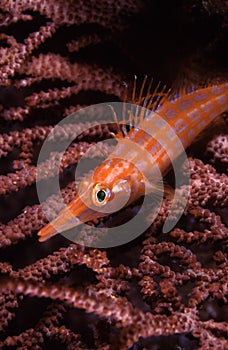 Longnose Hawkfish Oxycirrhites typus