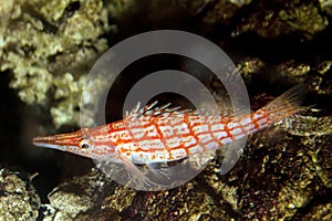 Longnose Hawkfish (Oxycirrhites typus)