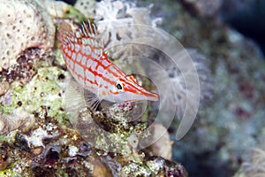 Longnose hawkfish (oxycirrhites typus)