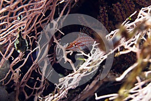 Longnose hawkfish (oxycirrhites typus)