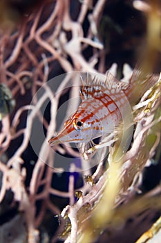 Longnose hawkfish (oxycirrhites typus)