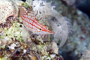 Longnose hawkfish (oxycirrhites typus) .
