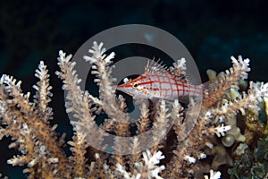 Longnose hawkfish (oxycirrhites typus).