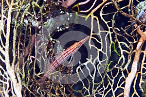 Longnose hawkfish (oxycirrhites typus).