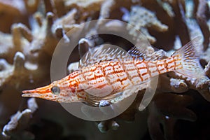 Longnose hawkfish Oxycirrhites typus.