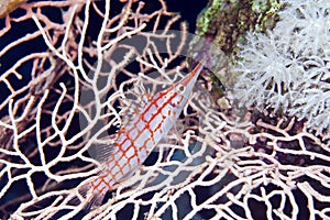 Longnose hawkfish (oxycirrhites typus) in de Red Sea.