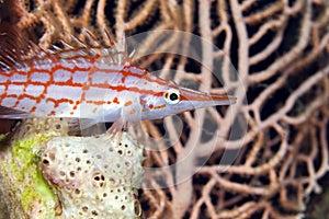 Longnose hawkfish (oxycirrhites typus) in de Red Sea.