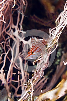 Longnose hawkfish (oxycirrhites typus) in de Red Sea.