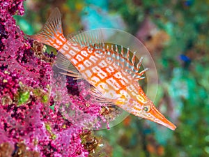 Longnose hawkfish, Oxycirrhites typus. SCUBA, Bali.