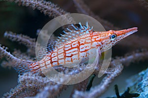 Longnose hawkfish (Oxycirrhites typus).